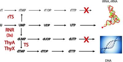 Unique Features and Anti-microbial Targeting of Folate- and Flavin-Dependent Methyltransferases Required for Accurate Maintenance of Genetic Information
